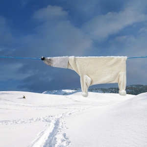 bear_small_2apr