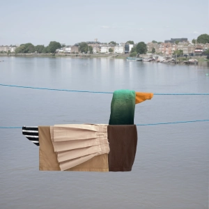 mallard
