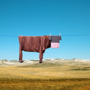 website_cow_1